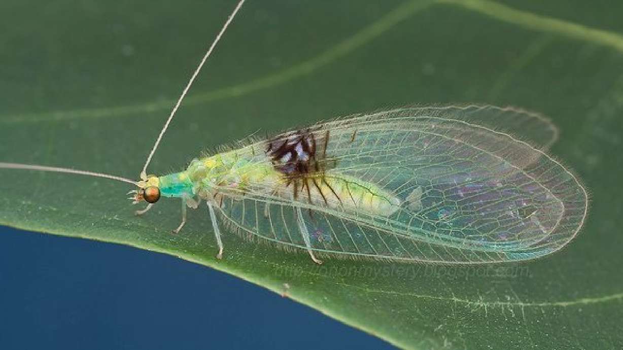 New insect species discovered thanks to Internet photo