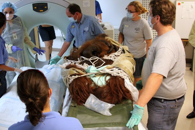 Hogle's orangutan Eli gets CT scan at U. hospital