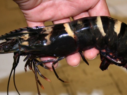 Giant Asian Shrimp Invade Gulf Waters