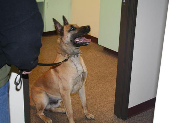 Police raising funds to replace beloved K-9