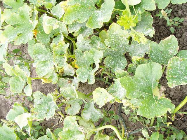 Powdery Mildew
