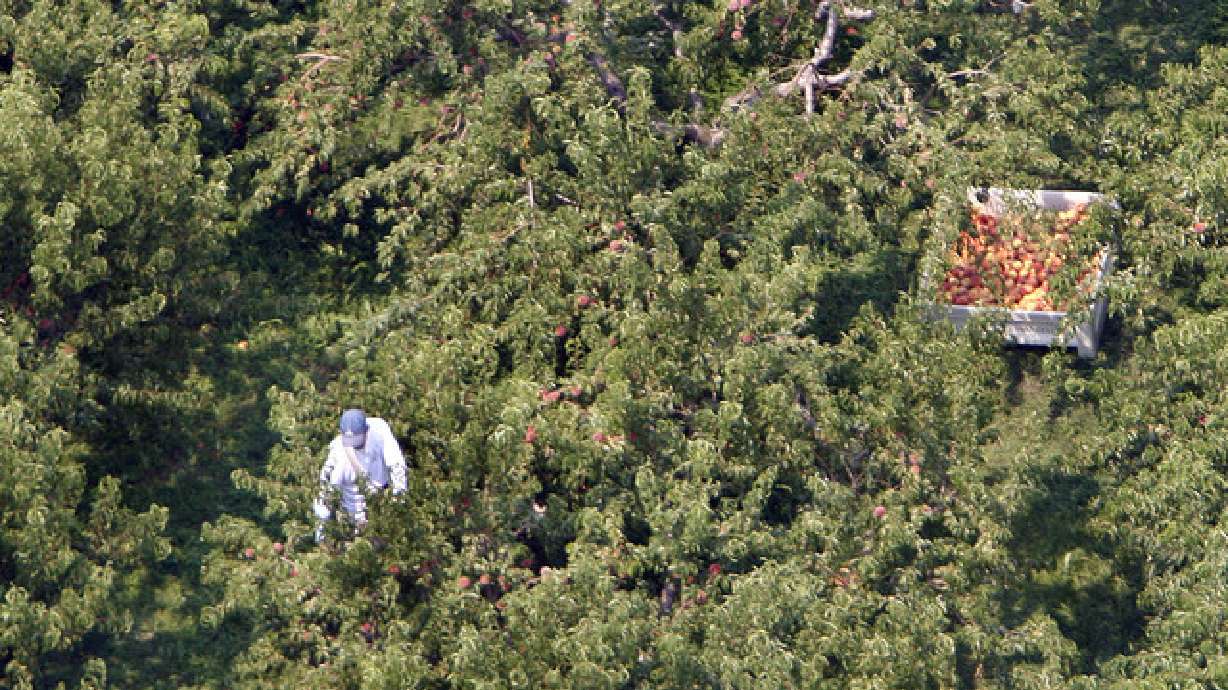 Drought not the only thing killing crops in Utah