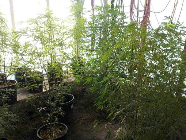 Strike forces seize 22 marijuana plants in Cache County