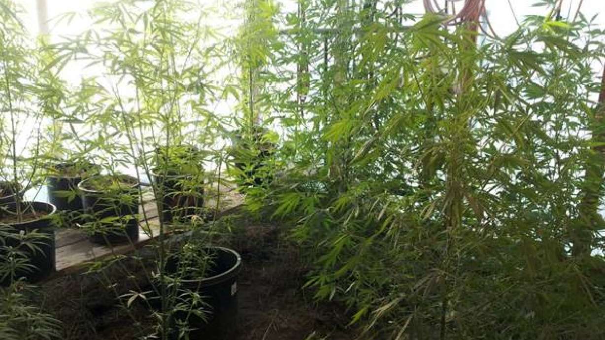 Strike forces seize 22 marijuana plants in Cache County