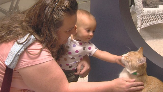 It's Caturday! Humane Society opens Kitty City