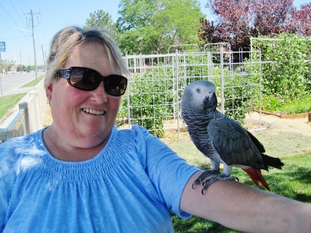 KSL.com and startled gardener reunite lost bird and owner