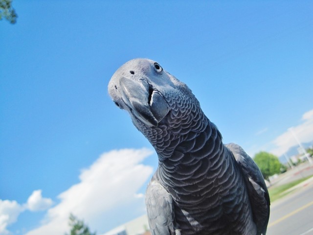 Beautiful mystery bird pays the Wardle's backyard garden a visit.