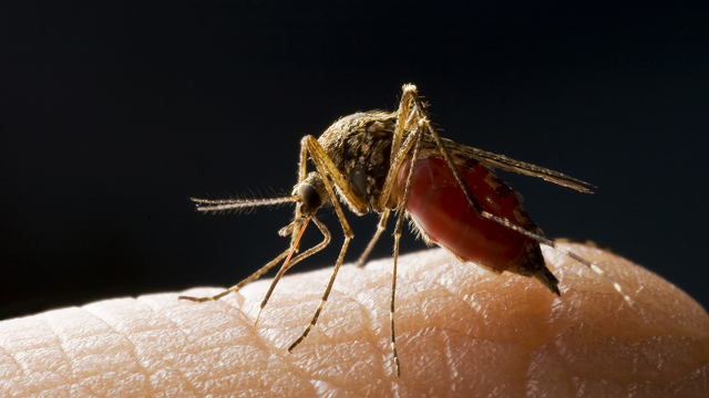 Did Scientists Just Find a Cure for Malaria? [Science]