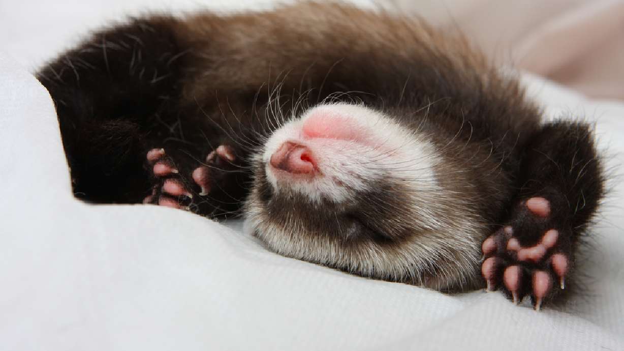 Follow the ferret: saving the elusive endangered species