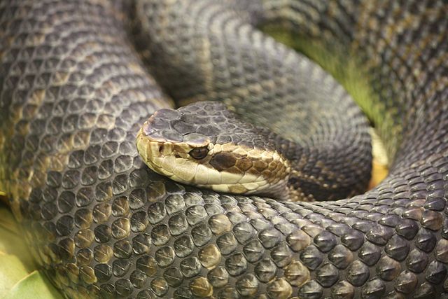 Holy snakes! Virgin births seen in wild vipers