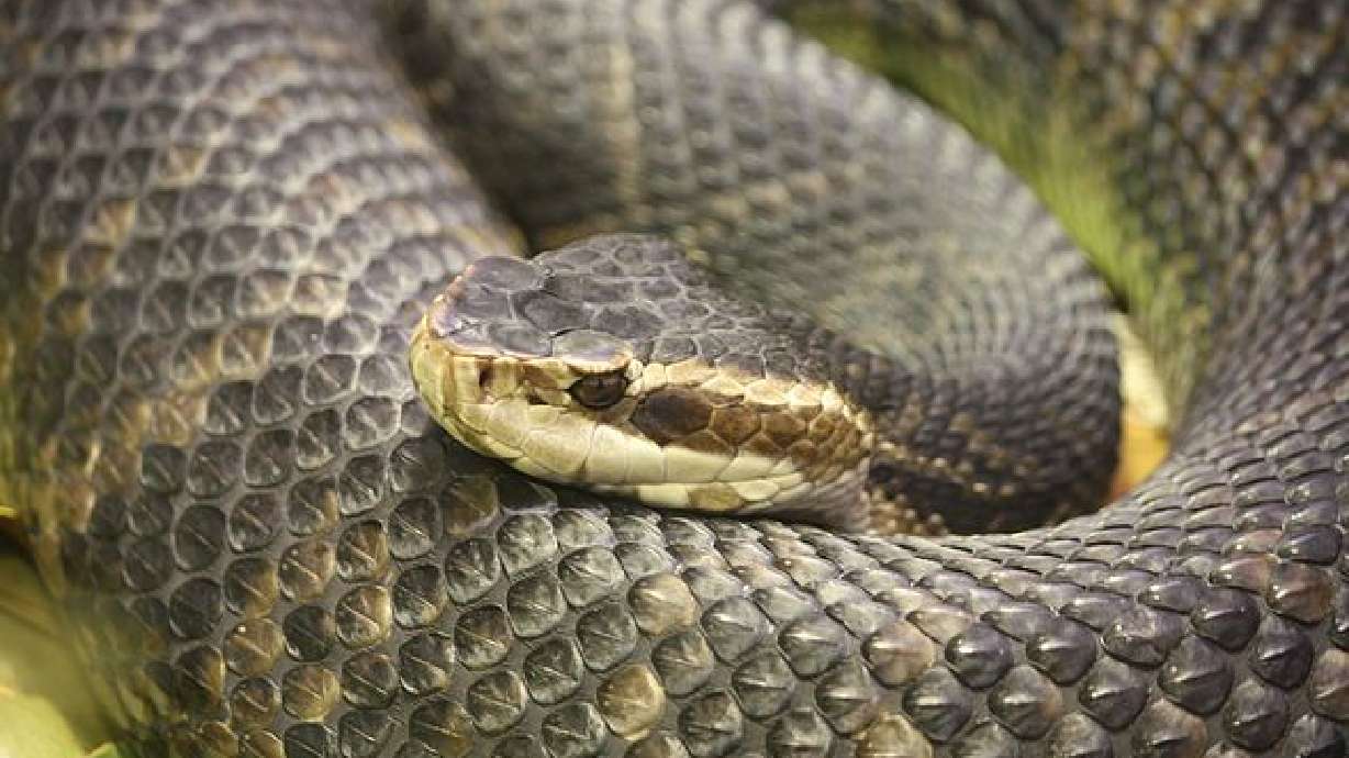 Holy snakes! Virgin births seen in wild vipers
