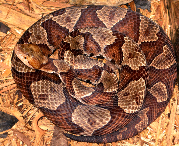 A copperhead viper, one of the species of closely-related vipers that regularly reproduces asexually in the wild, according to a new study.