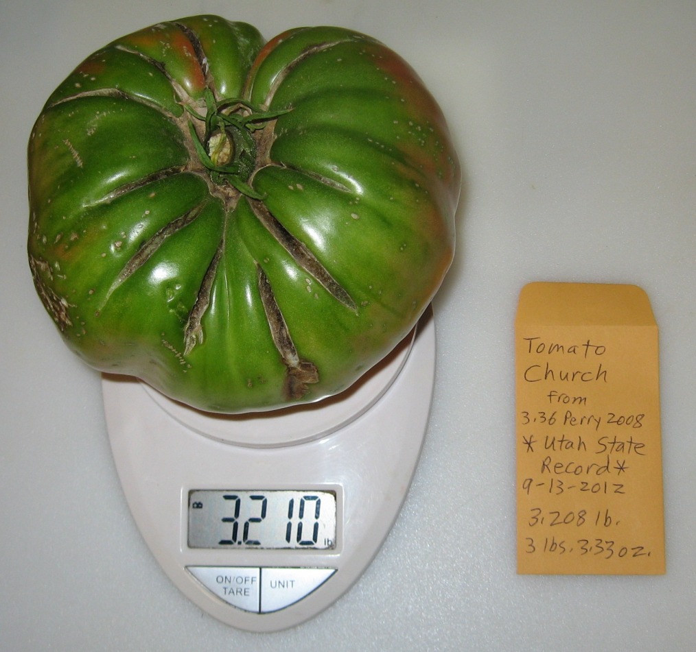 Delectation of Tomatoes