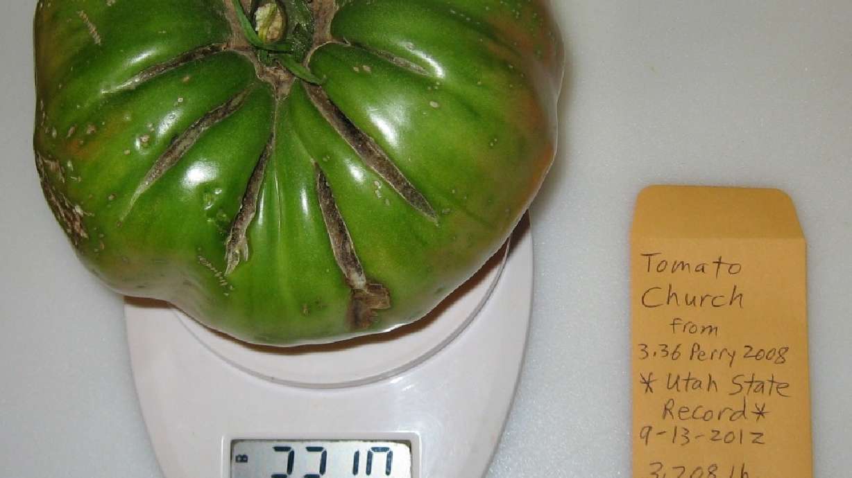 Delectation of Tomatoes