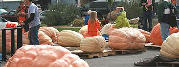 Utah Giant Pumpkin Growers Official Grow-off 2012