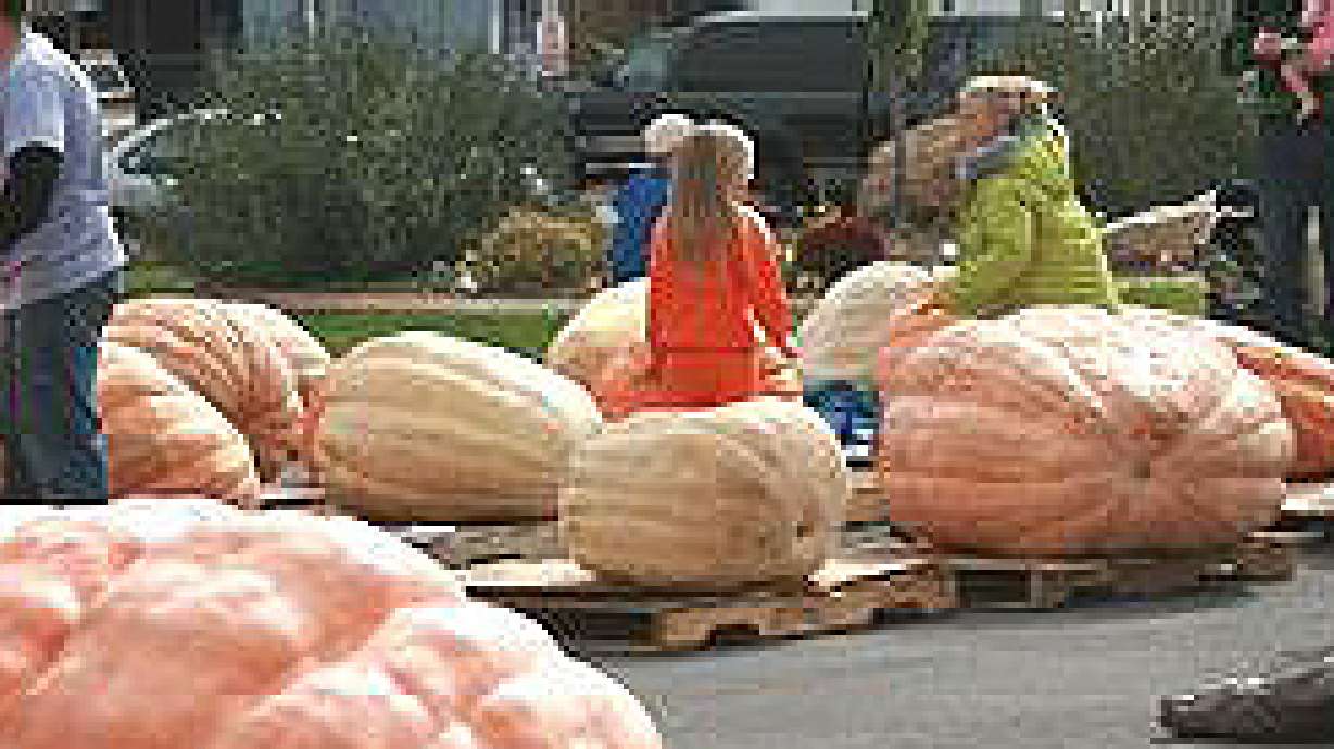 Utah Giant Pumpkin Growers Official Grow-off 2012