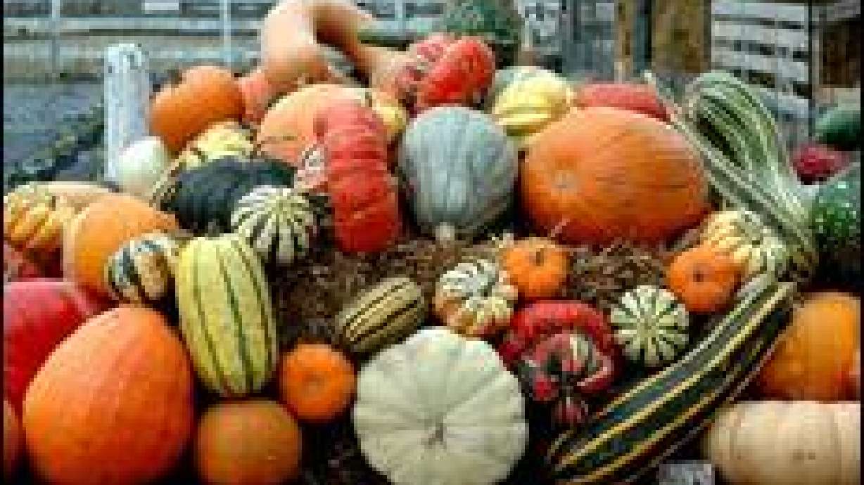 Harvesting and storing squash