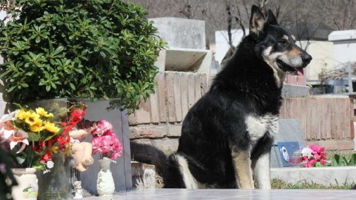 Dog refuses to leave owner's grave after 6 years