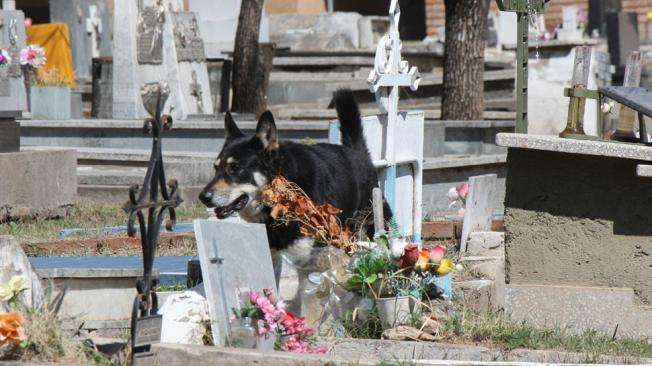 Dog refuses to leave owner's grave after 6 years