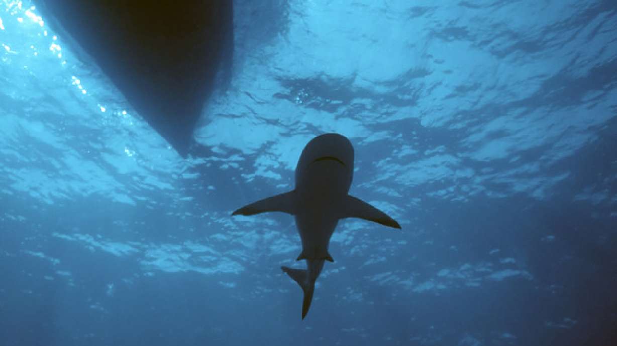 Shark saves man lost at sea