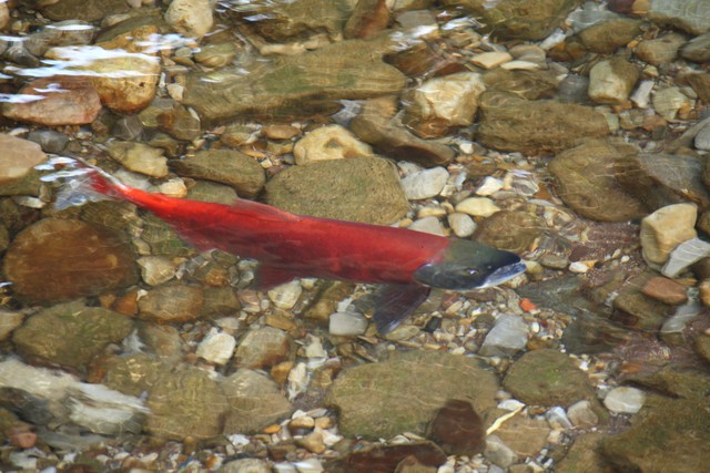 Salmon gone wild: Flaming Gorge brings world-class kokanee fishing to Utah
