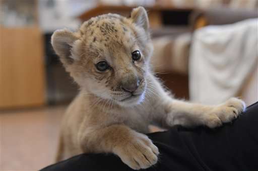 Female liliger cub Kiara, a hybrid between a lion and a ligress, at the Novosibirsk Zoo, in Novosibirsk, eastern Sibiria, Wednesday, Sept. 19, 2012. Kiara is the first female liliger born over a month ago at the Novosibirsk Zoo. Kiara's mother, Zita, stopped producing milk almost immediately after giving birth, so Zoo employees placed Kiara in a separate facility and feed her with a special milk mix. The cub plays with a house cat which also provides motherly warmth. (AP Photo /Ilnar Salakhiev)
