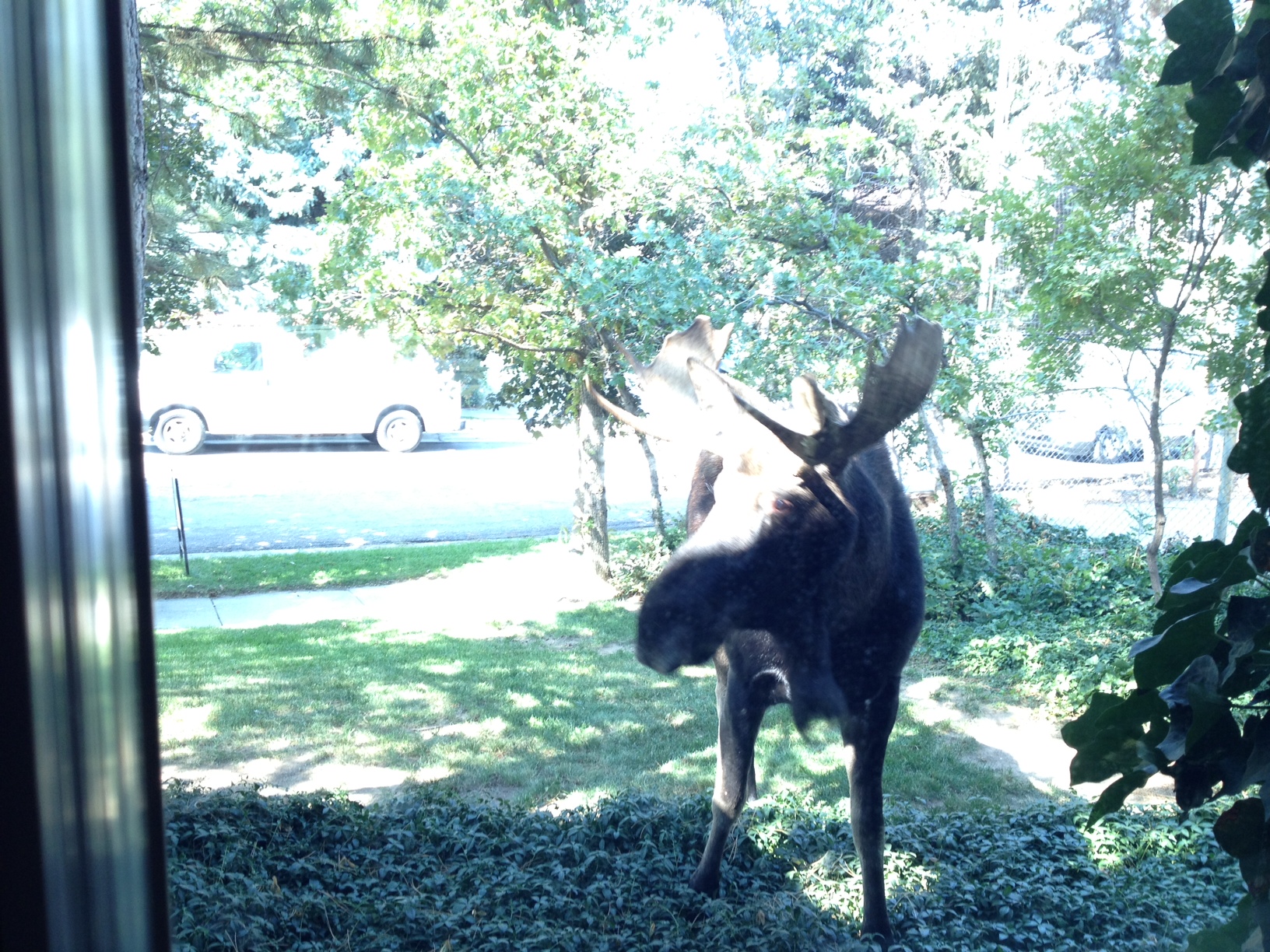 Moose wanders through Cottonwood Heights neighborhood