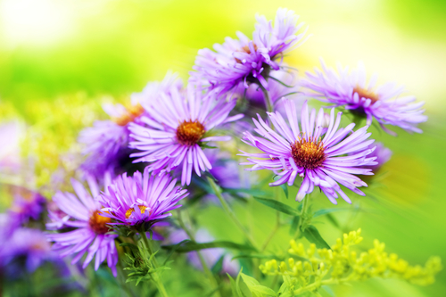 Fall Blooming Perenials