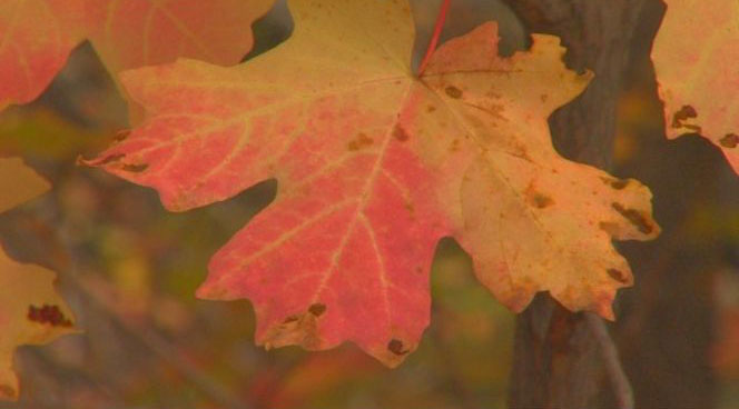 Fall colors out in full glory across Utah