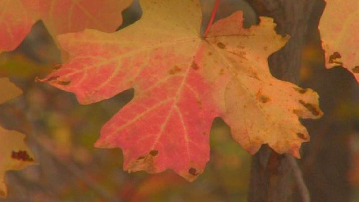 Fall colors out in full glory across Utah