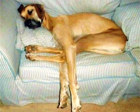 Prodigal Dad — on death and dogs