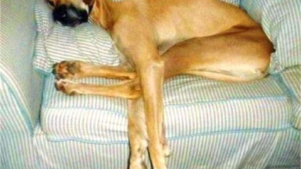 Prodigal Dad — on death and dogs