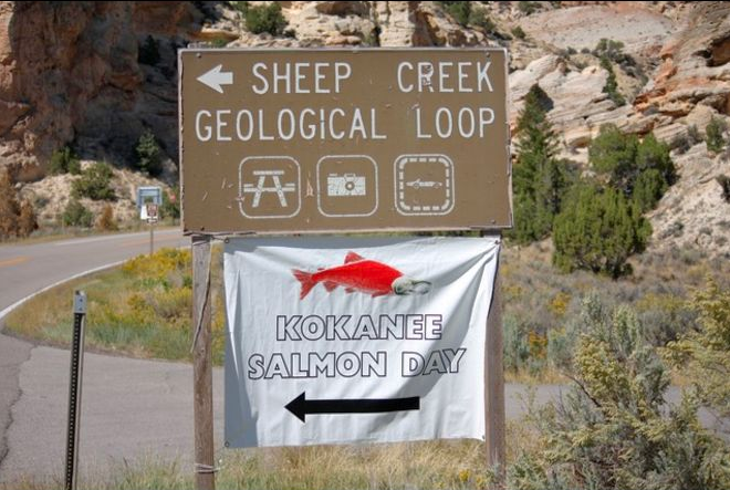Salmon gone wild: Flaming Gorge brings world-class kokanee fishing to Utah