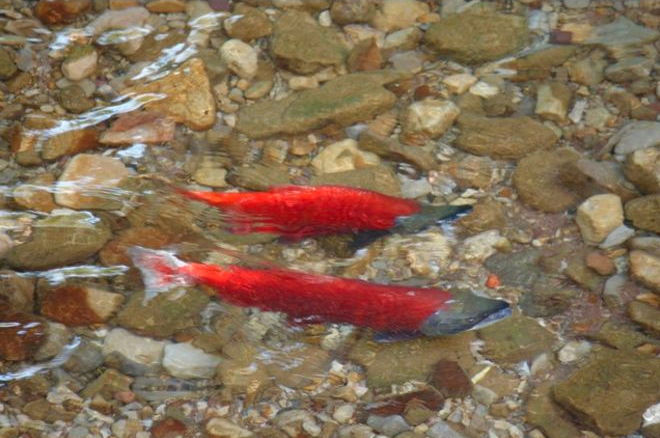 Salmon gone wild: Flaming Gorge brings world-class kokanee fishing to Utah