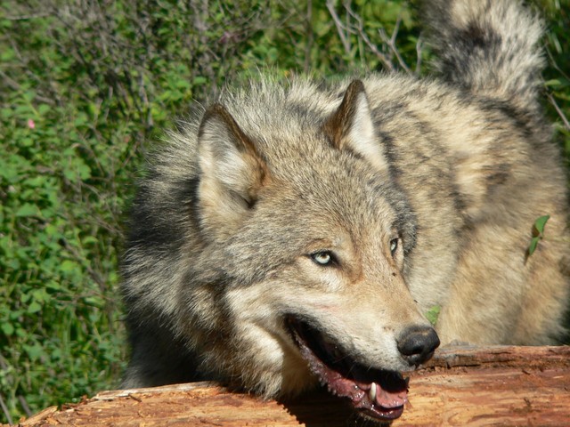 Groups pen letter asking for wolf protection in Utah