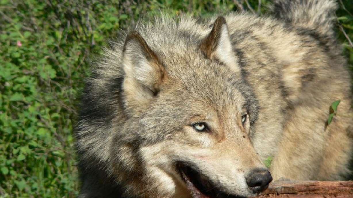 Groups pen letter asking for wolf protection in Utah