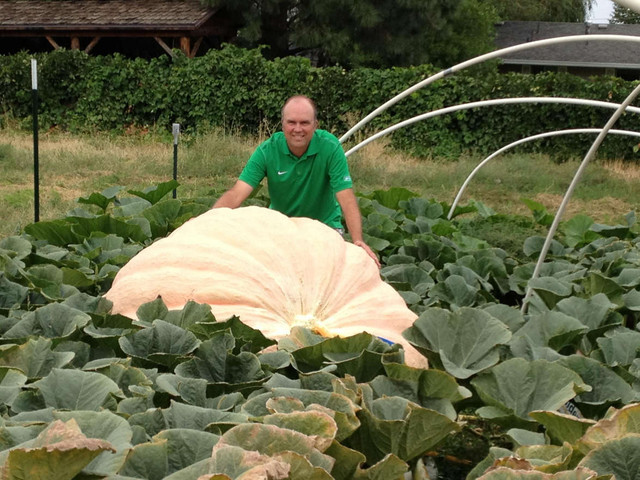 Pumpkin weighing 1500 lbs grown in Mountain Green