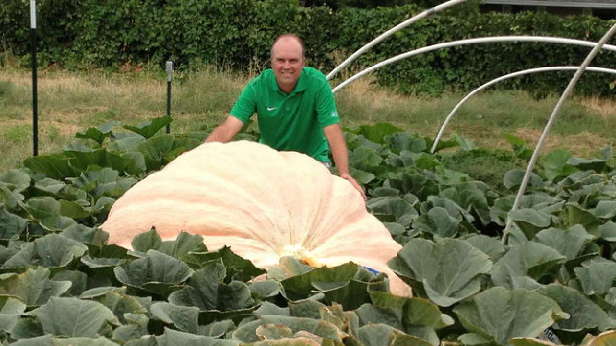 Pumpkin weighing 1500 lbs grown in Mountain Green
