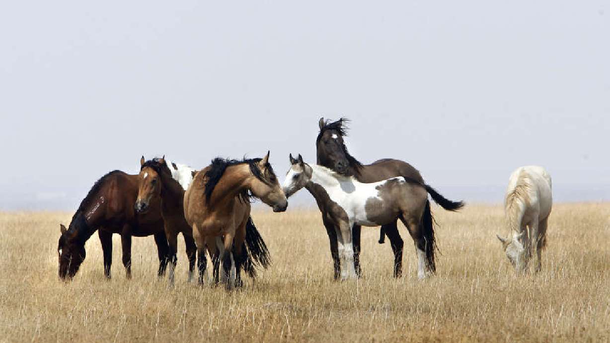 Sale of horses from NV wildlife refuge moves ahead