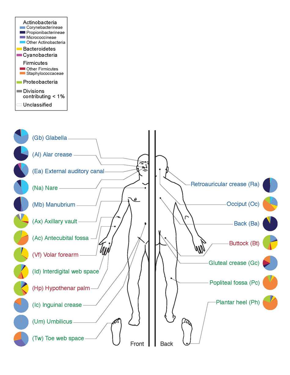 This diagram from the Human Microbiome Project describes the various places that bacteria on your body might specialize.