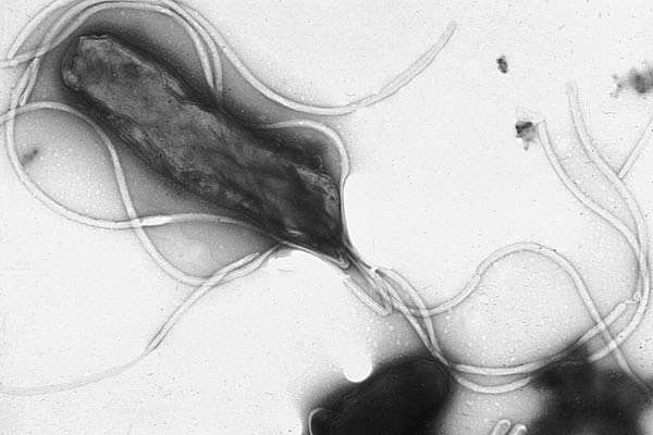Heliobacter Pylori