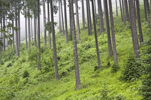 Utah's forests will not have roads, Supreme Court says