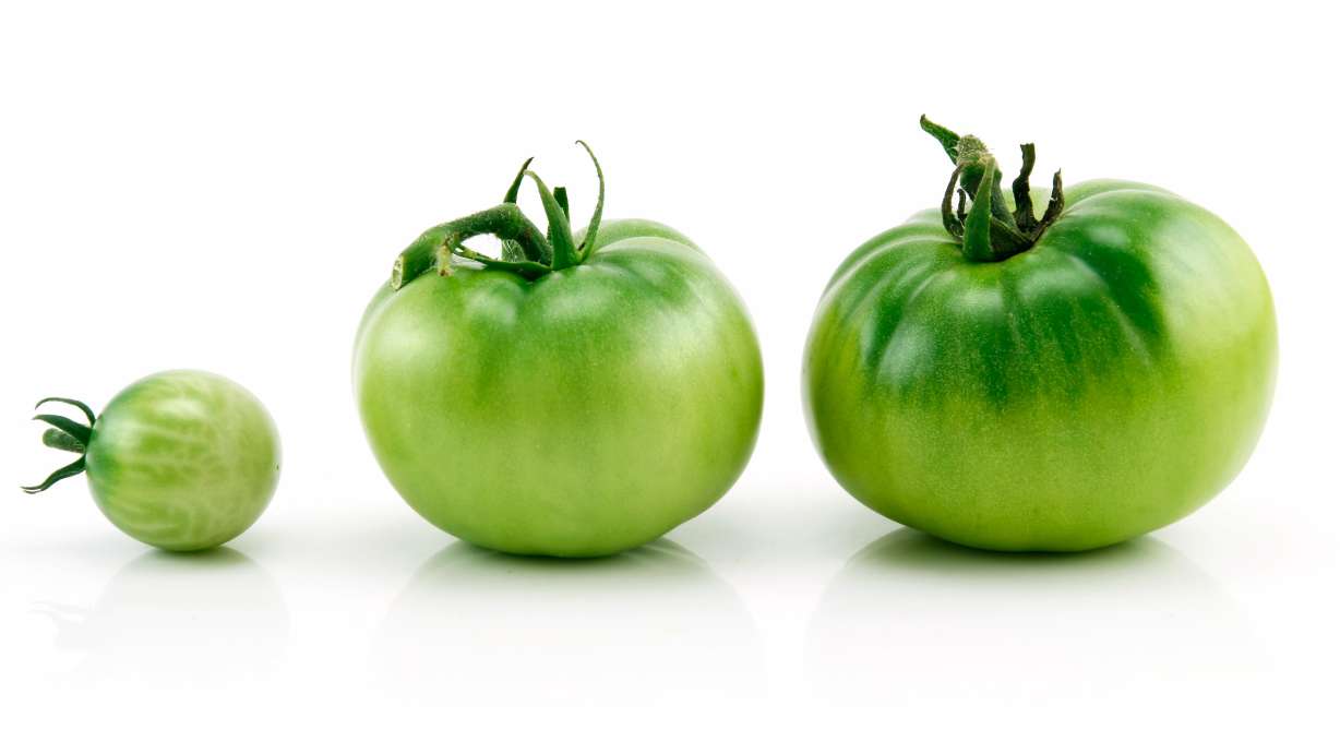Stew, Store Or Fry Up A Batch Of Tasty Green Tomatoes