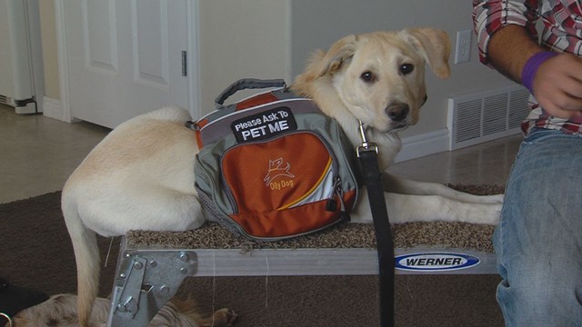 'Paws for the Cause' raises funds for autism service dogs