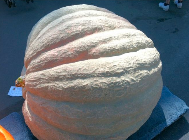 Cult of the giant pumpkins is growing in Utah