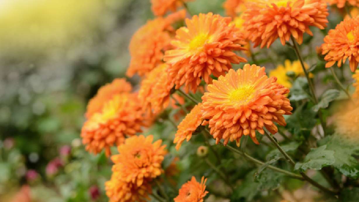 Growing Chrysanthemums in Utah Landscapes