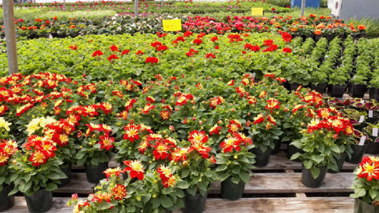 Dahlias and Begonias