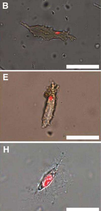 T.rex (B), B. canadensis (E) and ostrich osteocytes (H) showing positive response to propidium iodide, a DNA intercalating dye.