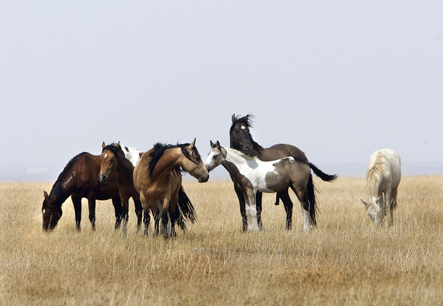 Wild horse, burro populations to be subject of BLM studies