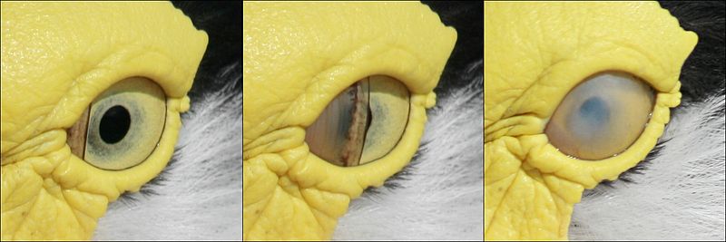 This shows the Masked Lapwing's nictitating membrane.